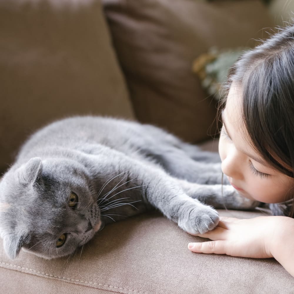 A gray cat laying down on a sofa next to a girl at Countrywood at Vernon in Vernon, Connecticut