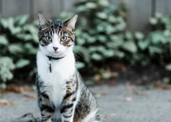 Cat outside at Wolf Ridge in Stayton, Oregon
