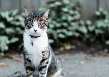Cat outside at Ashford Park in Sacramento, California