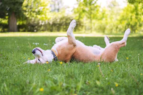 Pet dog playing on grass at The Varsity in Centralia, Washington
