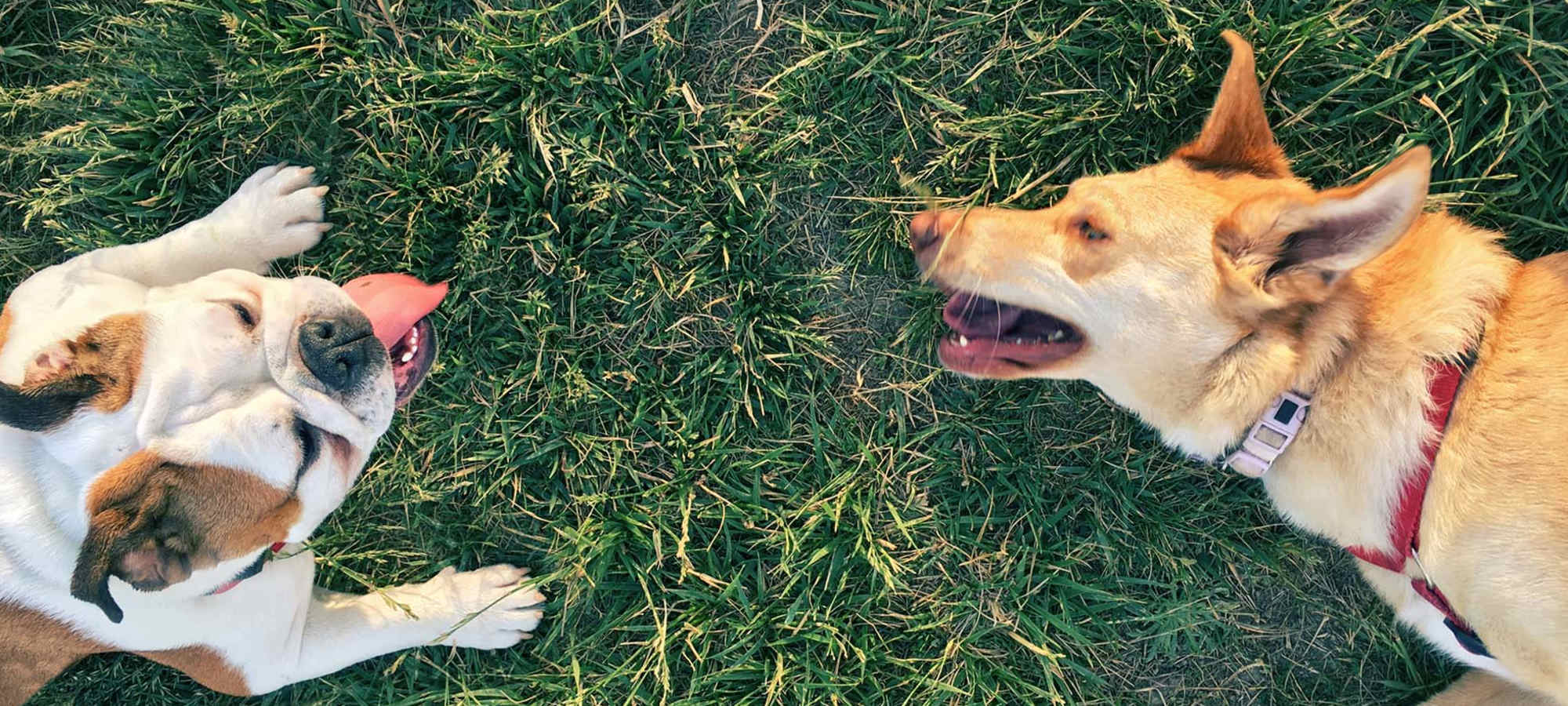 Pet Friendly at Kendallwood Apartments in Whittier, California