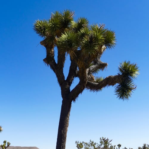 Joshua Tree at Adobe Flats V in Twentynine Palms, California