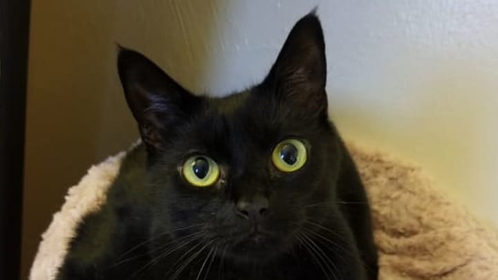 Animal Shelter