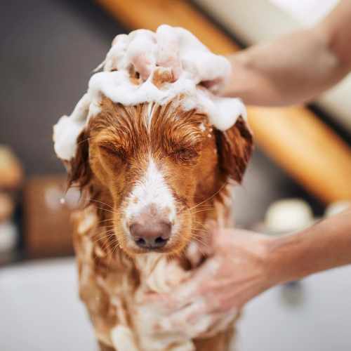 View the pet policy at Viña Apartments in Denver, Colorado