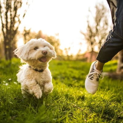 A dog running through the grass at a dog park near Admiral Hartman in San Diego, California