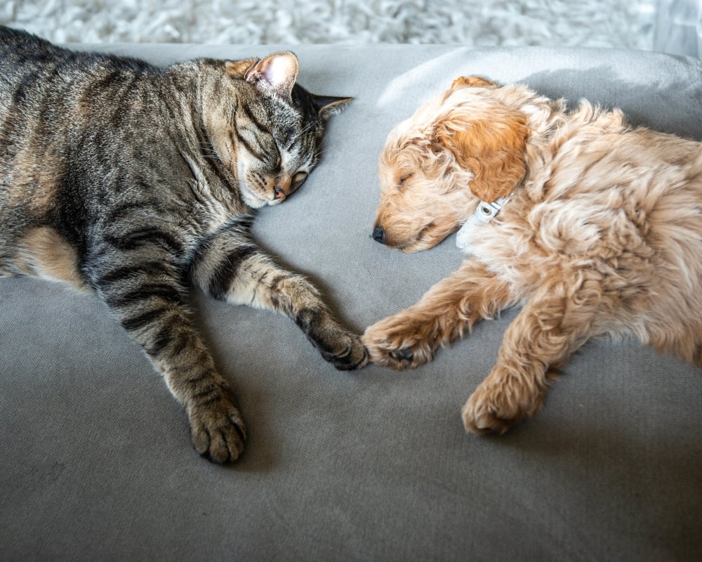 Cat and puppy resting peacefully together in their new home at Vistara at SanTan Village in Gilbert, Arizona