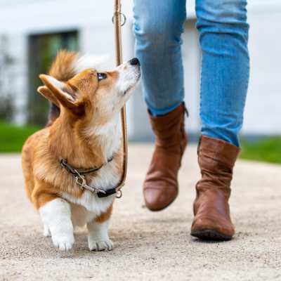 Pet-friendly at Indigo Springs in Mesa, Arizona