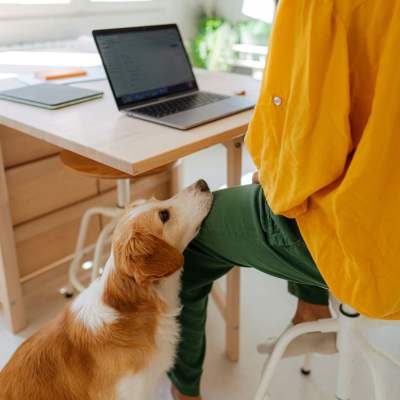 Resident with his dog in a workspace of an apartment at The Heights at Waterpointe in Flowood, Mississippi