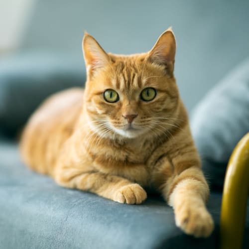 Cat sitting on a couch at Lakewood Apartments at Lake Merced in San Francisco, California