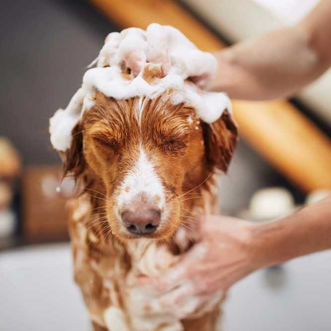 A dog enjoying its bath at Hamlet Quail Crossing in Wake Forest, North Carolina