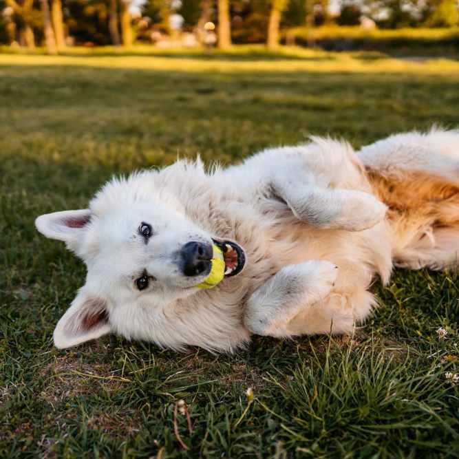 Happy pet dog at Hamlet Quail Crossing in Wake Forest, North Carolina