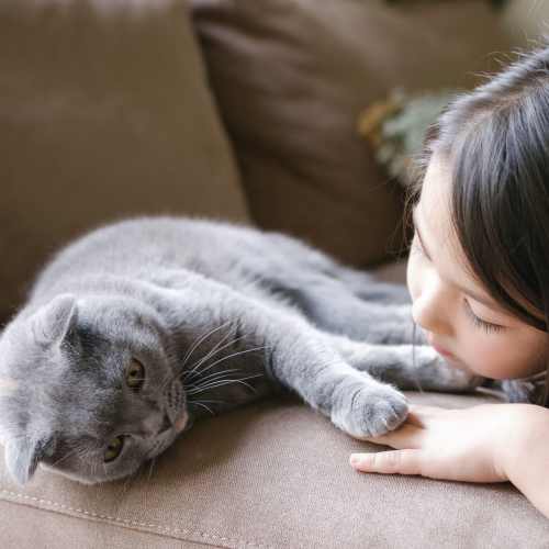 Pet friendly at Cumberland on Church in Nashville, Tennessee