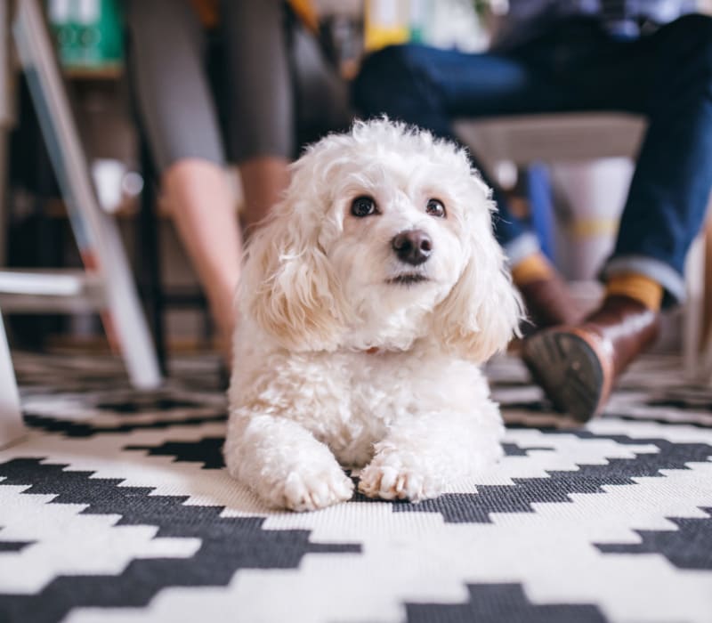 Resident petting her dog outside of Marquis on Pin Oak in Houston, Texas