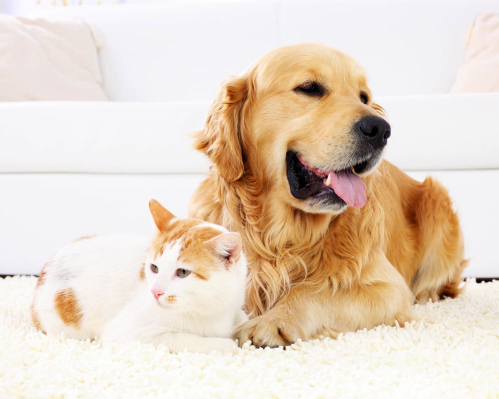 Dog and cat at Olympus Preserve at Town Center in Jacksonville, Florida