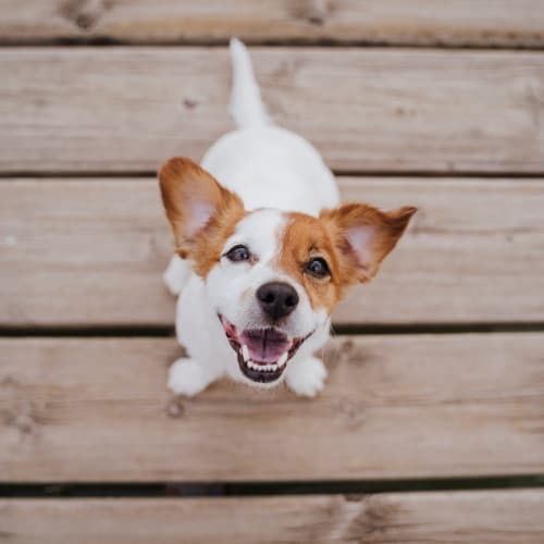 A good dog that lives at pet-friendly SoLa Apartments in Los Angeles, California