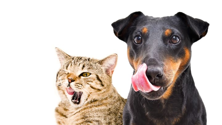 A cat and dog both licking their lips