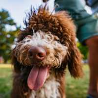 Happy pet in the park at Grapevine Station in Grapevine, Texas