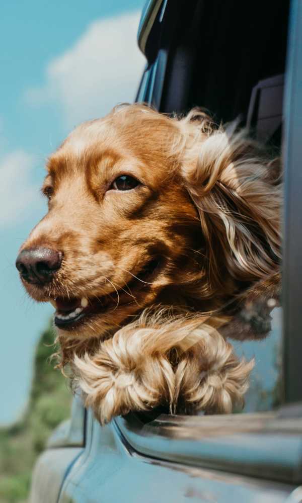 Golden retriever hanging out the car window at Champions Vue Apartments in Davenport, Florida