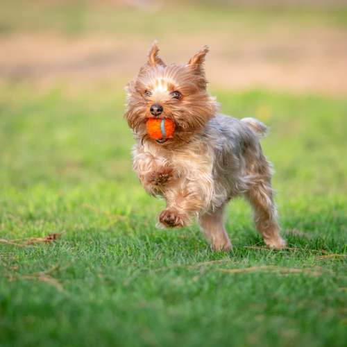 Happy dog at Sierra Vista Apartments in Reno, Nevada