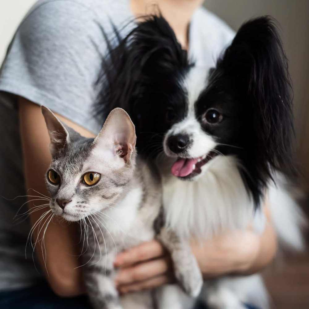 Pet-friendly at Oak Park Apartments in Bakersfield, California