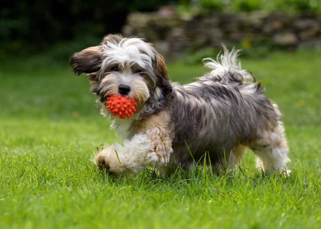 Happy dog playing with a ball outside his new home at Big Trout Lodge in Liberty Lake, WA