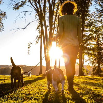 A resident walking her dogs at a park near Meriwether Landing in Joint Base Lewis-McChord, Washington
