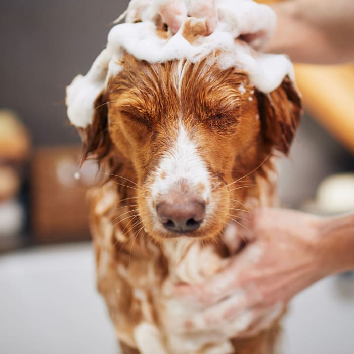 Dog getting a bath at Verso Luxury Apartments in Davenport, Florida
