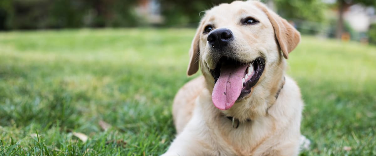 Cute puppy smiling for a photo on the grass at The Met Rockville in Rockville, Maryland