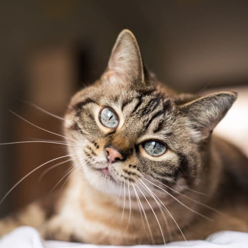 Happy cat in the pet-friendly apartments at Harbor Oaks Apartments in Sacramento, California