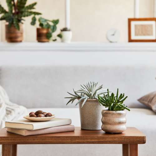 Lush plant on coffee table in living room at Willow Brook Townhomes in Bossier City, Louisiana