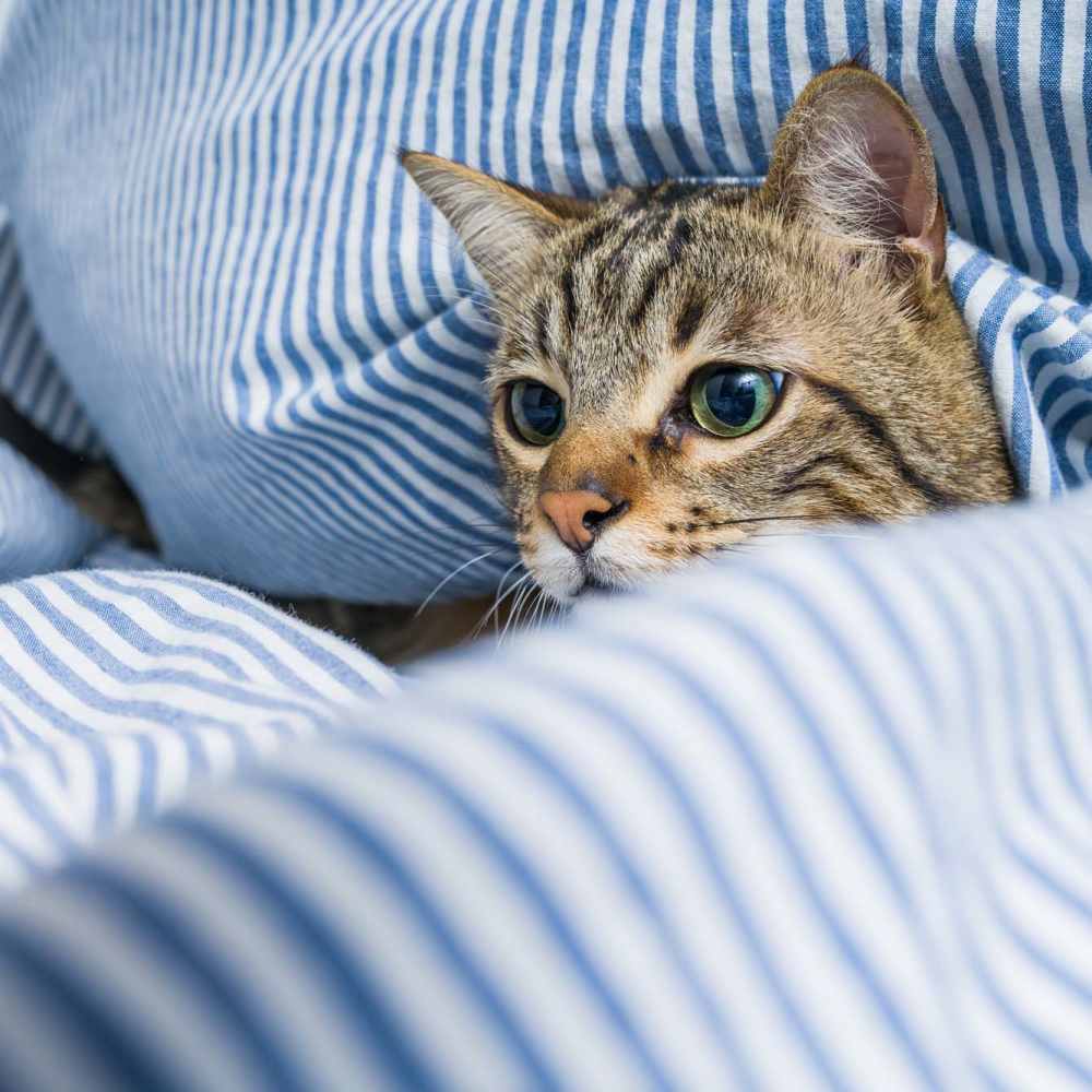 pet freindly at Stockbridge Apartments in Des Moines, Iowa