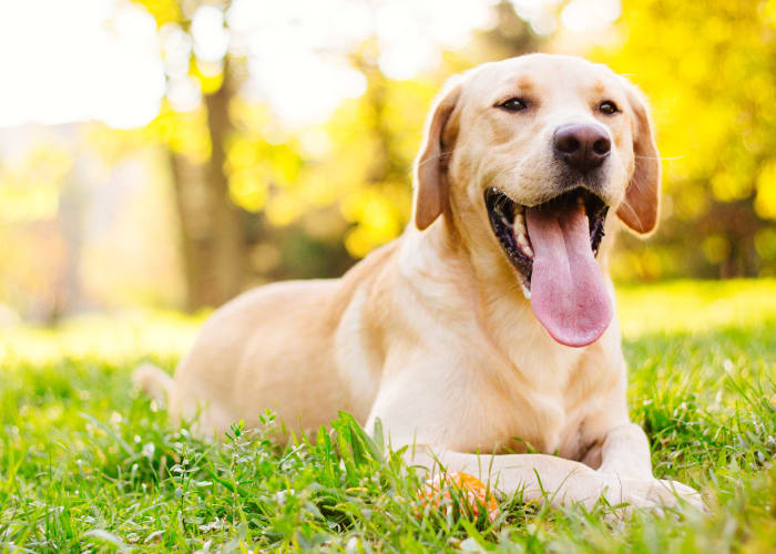 Dog enjoying his new home at Aqua Terra in Greenbrae, California