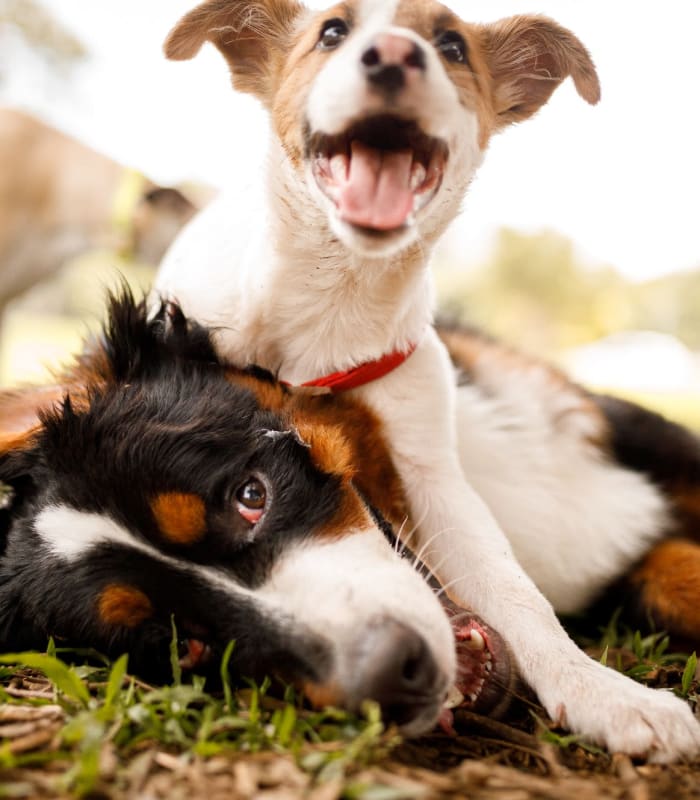 Dogs playing outside near Apple Creek Apartments in Stillwater, Oklahoma