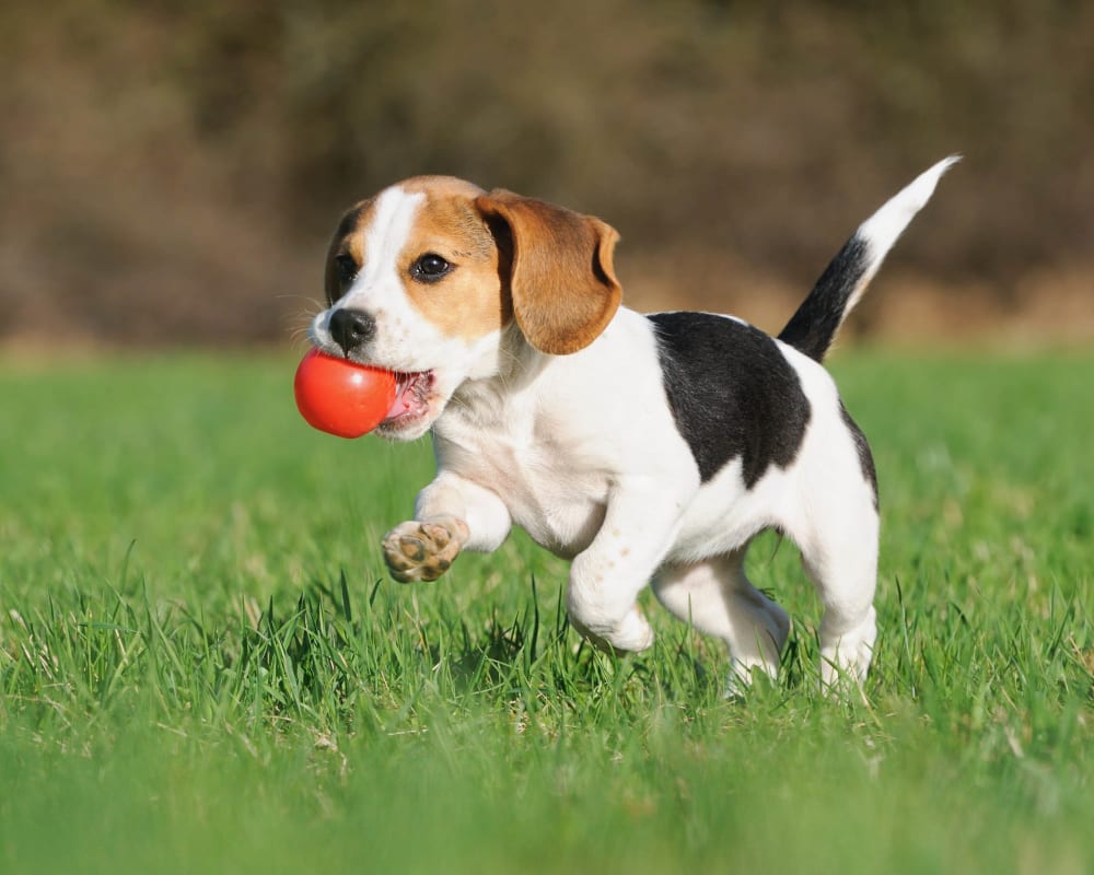 Happy puppy with her favorite red ball at one of the dog parks near Olympus Harbour Island in Tampa, Florida