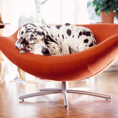 Cute Dalmatian dog napping in a comfy looking chair at BB Living in Scottsdale, Arizona