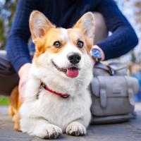 cute corgi near Clark-Whitehill Enterprises, Inc. in Virginia Beach, Virginia