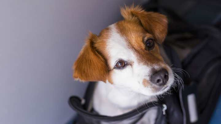 A happy dog near {{location_name}}, {{location_city}}, {{location_state_name}}