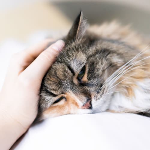 A resident petting a cat at Midway Manor in Virginia Beach, Virginia