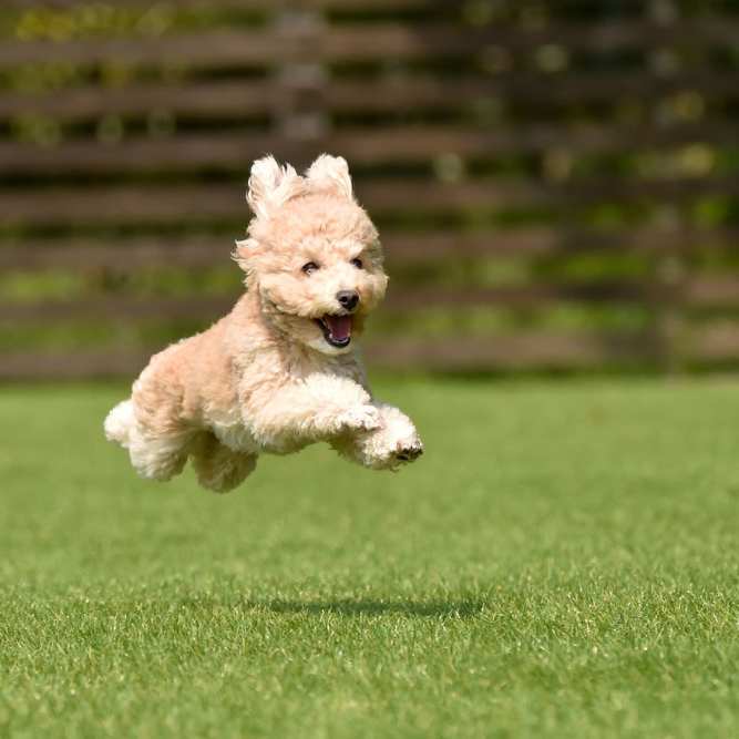 A joyful dog running around on the grass of a park near Mosby Bridge Street in Huntsville, Alabama