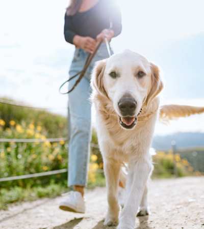 Resident going on a walk with her pet at a park near Citrus Run Apartments in Tampa, Florida