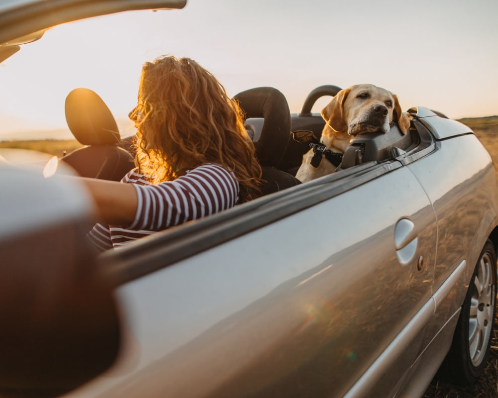 Resident and her dog going for a drive on a beautiful afternoon near Olympus Waterford in Keller, Texas