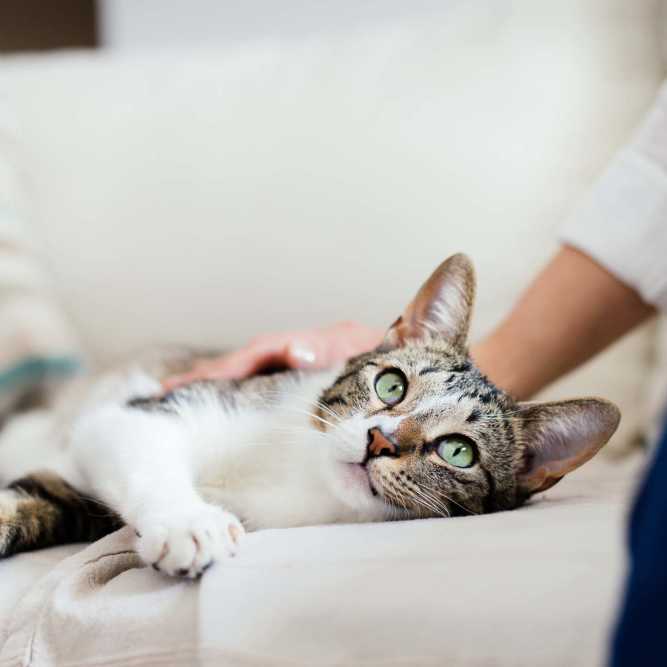 Cute pet cat at Hamlet Quail Crossing in Wake Forest, North Carolina