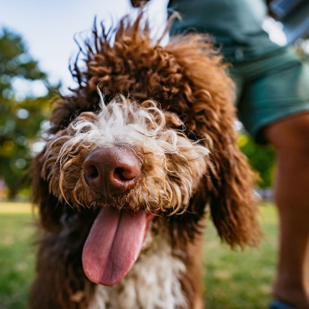 Pet-Friendly Apartments at The Collection at Scotland Heights, Waldorf, Maryland