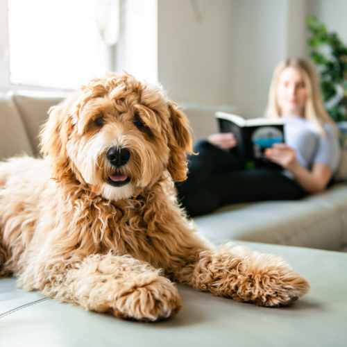 Dog sitting on a couch with the resident at Briarbrook in Wheaton, Illinois