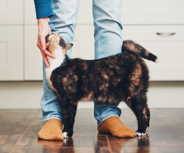 Resident cat and his owner loving the faux hardwood flooring in their new home at TerraLane at South Mountain in Phoenix, Arizona