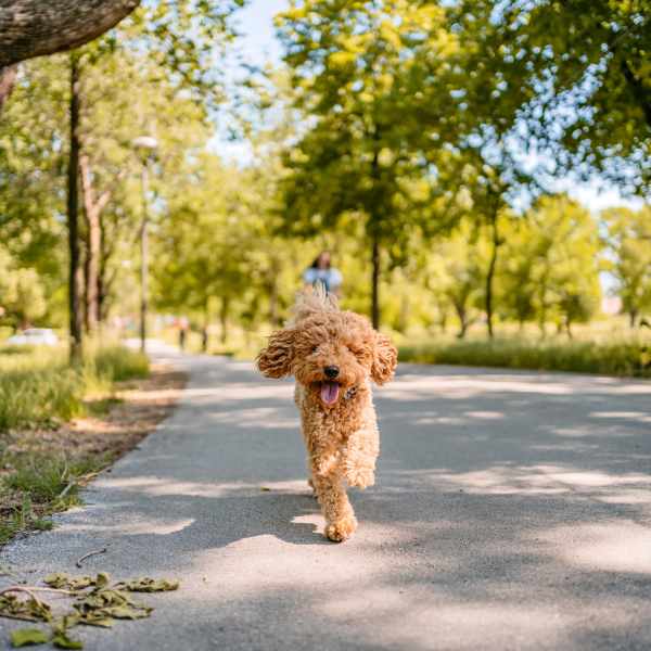 Pet-Friendly at The Amber at Greenbrier, Chesapeake, Virginia