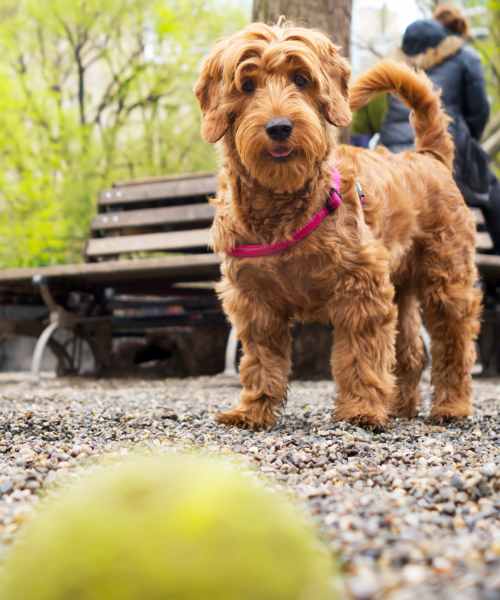Happy dog at Sagewood Estates in Portland, Oregon