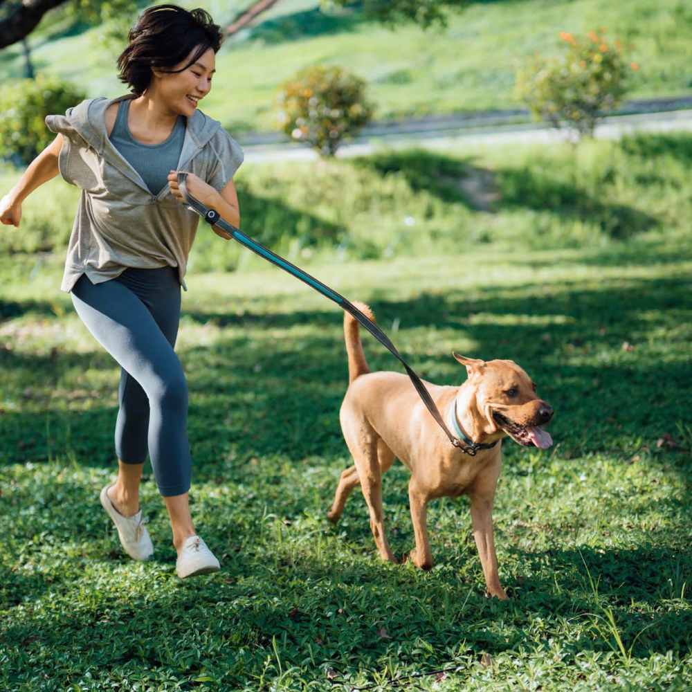 Pet-friendly at Tradewind Apartments in Mesquite, Texas