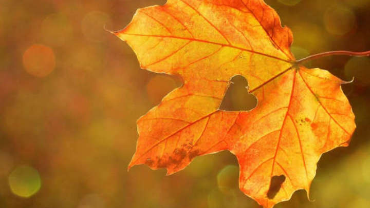 Picture of leaf in the fall
