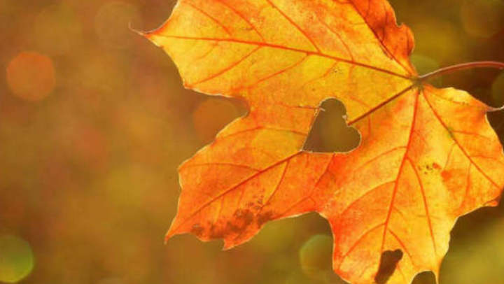 Picture of leaf in the fall